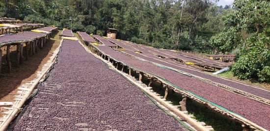 BANKO GOTITI - ETHIOPIA