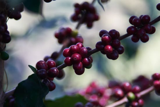 TIDAL ESPRESSO - FINCA LA ANTARTIDA - HONDURAS