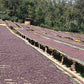 BANKO GOTITI - ETHIOPIA