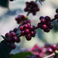 TIDAL ESPRESSO - FINCA LA ANTARTIDA - HONDURAS