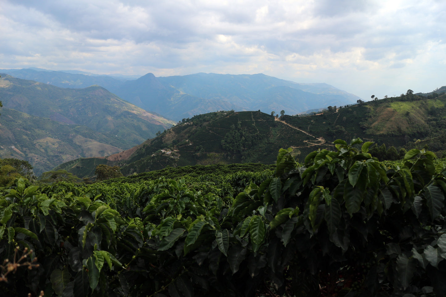 AGUALINDA - COLOMBIA