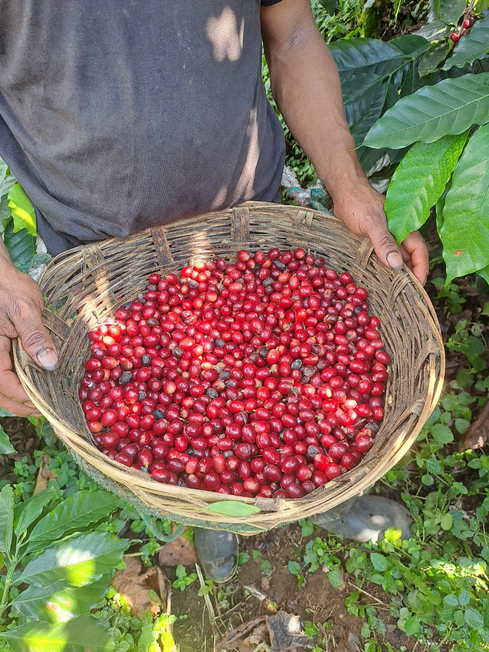 TIDAL ESPRESSO - MEXICO