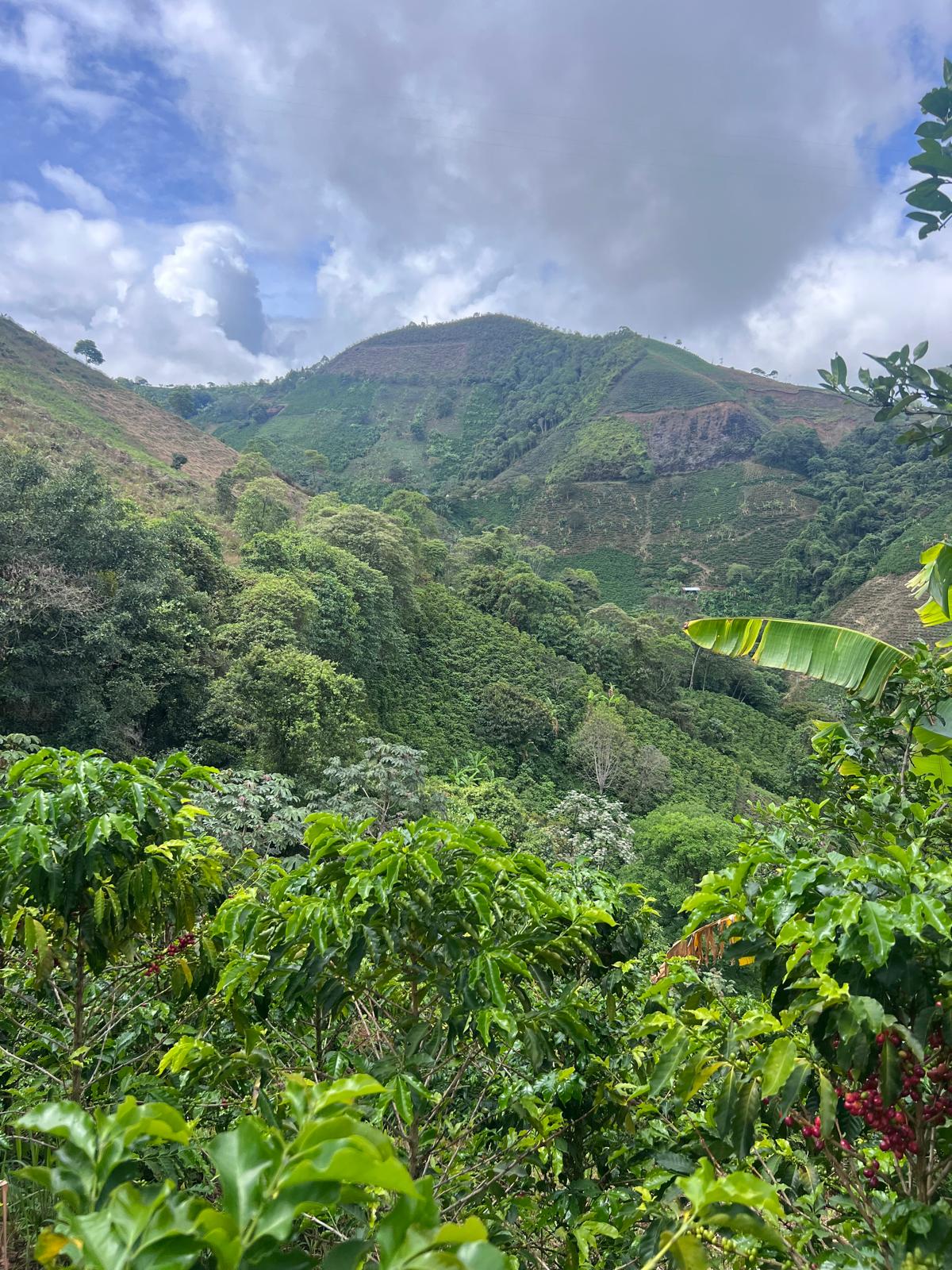 FARMHOUSE ESPRESSO - COLOMBIA