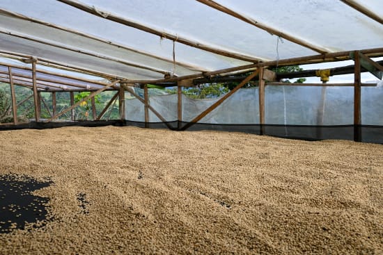 DECAF DE CAÑA - COLOMBIA